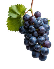 Fototapeta premium fresh black grapes isolated on transparent background.