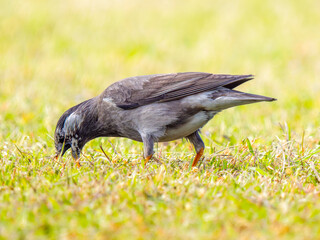 Obraz premium 餌を探して地面を歩くムクドリ