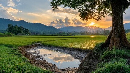 Obraz premium Sunset Over Rice Paddies