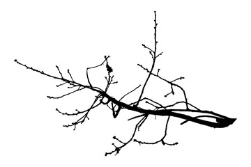Illustration, silhouette of oak branch on transparent background