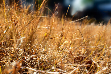 Fototapeta premium dry grass in the morning background