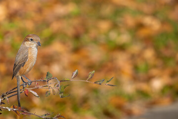 枝にとまるモズ