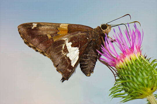 closeup of a silver-spotted skipper butterfly on a thistle flower