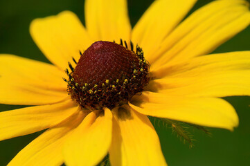yellow flower on a green background