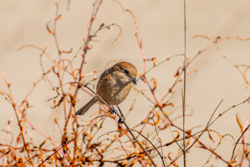 枝にとまるモズ