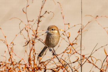 枝にとまるモズ