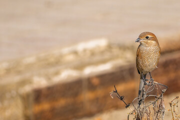 枝にとまるモズ