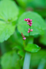 closeup of oriental lady's thumb flower