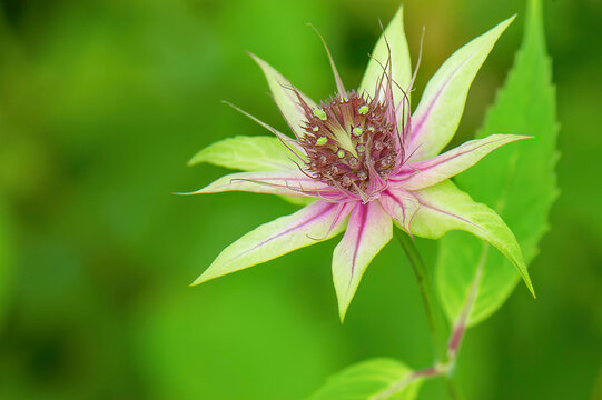 closeup of horsemint flower