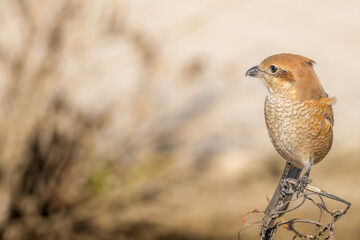 枝にとまるモズ