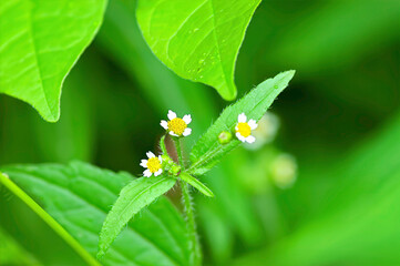 closeup of a shaggy soldier wildflower