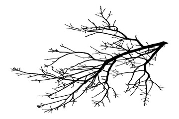 Illustration, silhouette of oak branch on transparent background