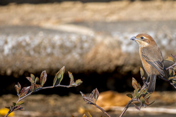 枝にとまるモズ