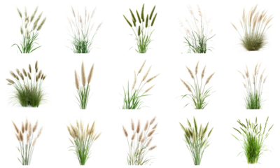 Collection of Various Ornamental Grasses Displayed on White Background for Nature and Gardening Themes. Large Multiple Plant and Nature Collection Set Isolated on Transparent Background