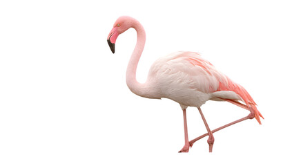 Fototapeta premium Flamingo bird standing isolated pink feathers