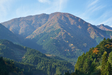 Naklejka premium 山梨県 身延町大城の紅葉 