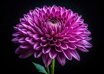 Purple Chrysanthemum Silhouette, Black Background, Floral Silhouette Photography, Dark Flower Art