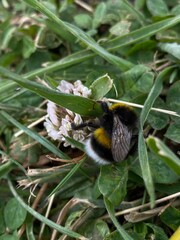 Close Up of a native Earth Bumblebee, Bombus terrestris, flying over meadow against blurred green...