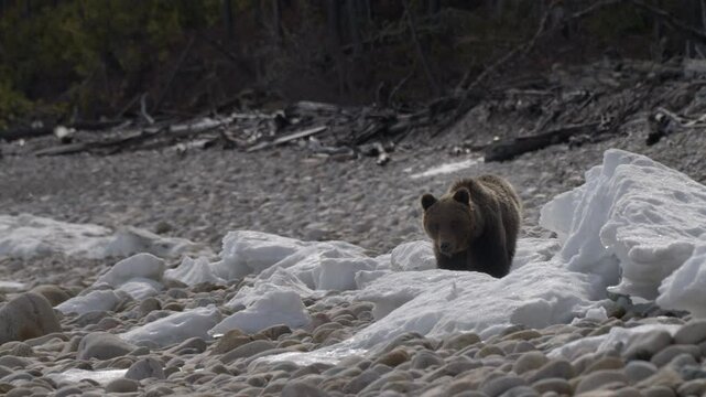 Wild brown bear wanders over rocks and ice after hibernation in search of food
