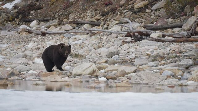  Wild hungry brown bear wanders along icy shore of lake in search of food