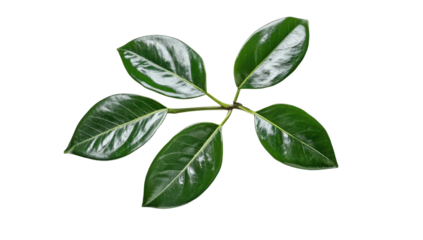 Five glossy, dark-green leaves radiate from a central stem against a black background, showcasing intricate veining