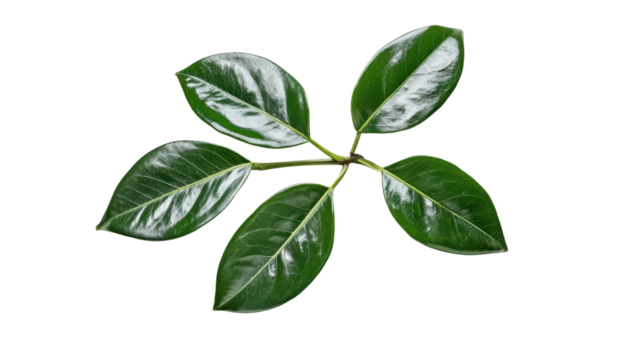 Five glossy, dark-green leaves radiate from a central stem against a black background, showcasing intricate veining