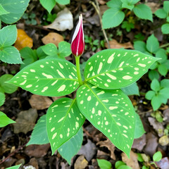 Cuckoopint or Arum maculatum arrow shaped leaf, woodland poisonous plant in family Araceae. arrow shaped leaves. Other names are nakeshead, adder's root, arum, wild arum, arum lily, lords-and-ladies