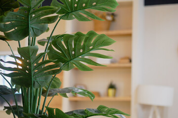 Green plant decorating a cozy indoor space with shelves