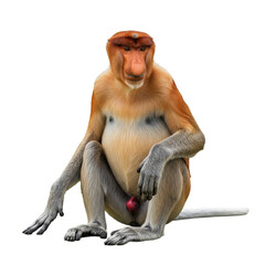 Naklejka premium Proboscis Monkey Sitting and Facing Forward