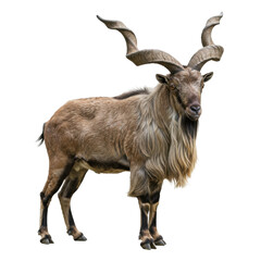 Fototapeta premium Markhor Goat Isolated on White