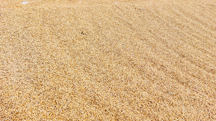 Close-up view of harvested rice grains spread out to dry under the sun, forming a textured golden surface.