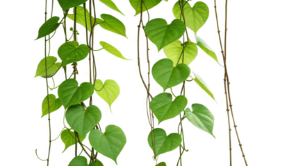 Hanging twisted vines liana plant with heart shaped green leaves