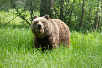 Brown bear with funny face expression while standing on a meadow. Female animal with bright soft fur in the spring season. Cute Eurasian Ursus arctos alone in the wild nature.