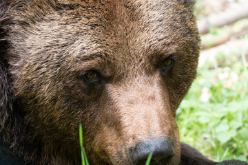 Brown bear face close-up. Eyes of an Ursus arctos in the nature. Eurasian bear with brown fur. Detail of the animal head.