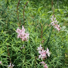 公園の花壇でガウラの花が咲いている