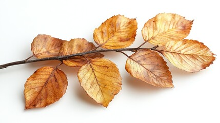 autumn leaves on white background Leaves Stock Image: White background