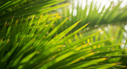 Close-up of Green and Yellow Cycad Palm Fronds