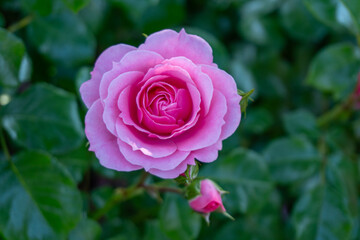 薔薇・バラ・バラ園