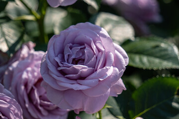 薔薇・バラ・バラ園