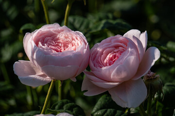 薔薇・バラ・バラ園
