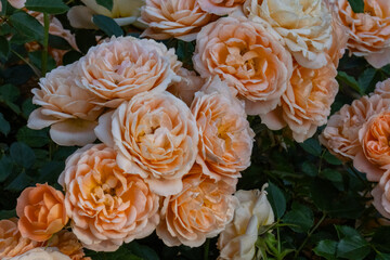 薔薇・バラ・バラ園