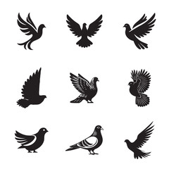 Black and white pigeon shutter stock 16