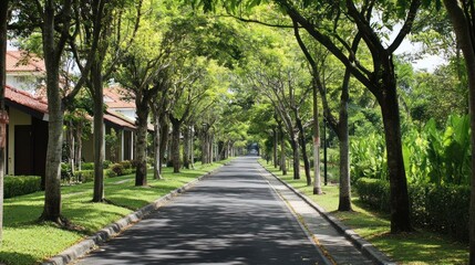 Obraz premium Serene suburban streetscape with lush trees casting shadows on the road during daytime