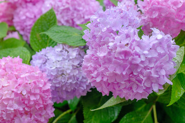 Pink and purple hydrangea flowers against water drops after rain