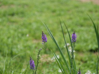 代々木公園の花壇に咲いている幾つかの花