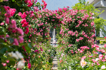 バラ・薔薇・バラ園
