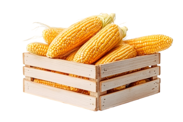 Dried corn cob in wooden crate isolated on white background. Clipping path. Ai Generated Images