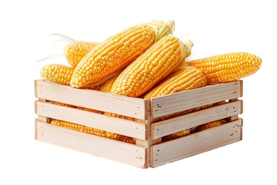 Dried corn cob in wooden crate isolated on white background. Clipping path. Ai Generated Images