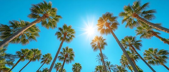 Sunny Palm Trees, Tropical Vacation