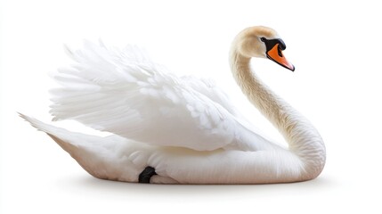 Elegant Swan in Profile, Isolated on White Background, Perfect for Nature, Wildlife, and Educational Use
